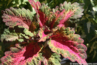 Coleus plant