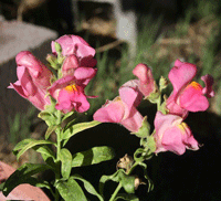 Snapdragon flowers
