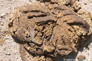 Orgainic cow manure fertilizer for the garden
