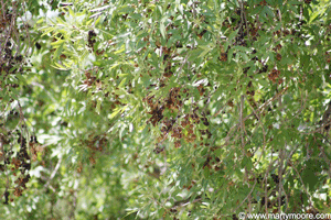 Flower galls on an Arizona Ash tree