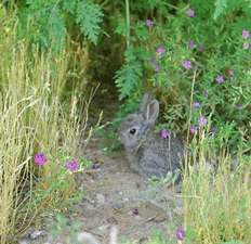 How to control rabbits in the garden