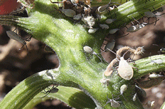 Controlling Squash bugs
