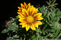 Gazania flower