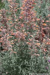 Hyssop plants