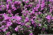 Shrubs that grow in the desert southwest New Mexico