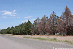 Lack of water damage to Arizona Cypress Trees