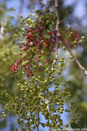 Chinese Pistache Tree seeds