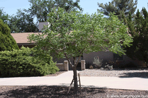 Chinese Pistache tree