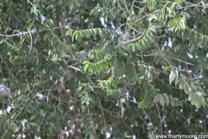 Elm tree leaves
