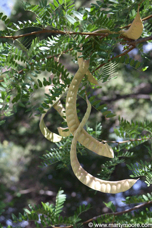 Locust tree seed pods