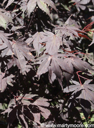 Maple tree