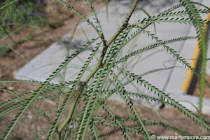 Mexican Palo Verde leaves