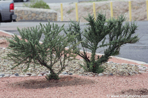 Gray Cotoneaster
