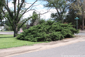 Pfitzer Juniper