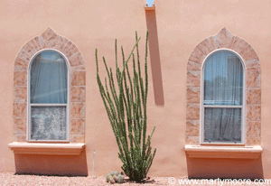 Ocotillo plant