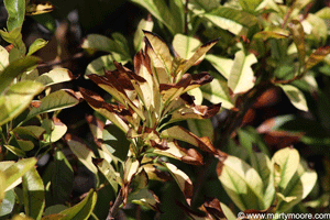 Photenia with severe iron deficiency