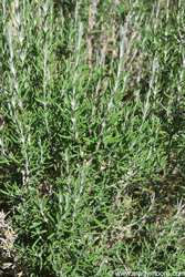 Rosemary plant