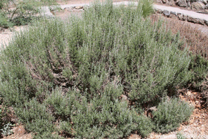 Spreading Rosemary shrub