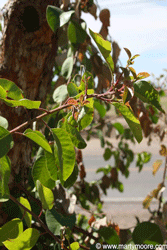Sugar Bush