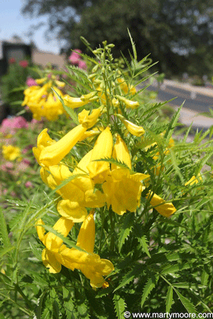 Tecoma stans flowers