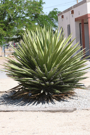 Spanish Bayonet Yucca