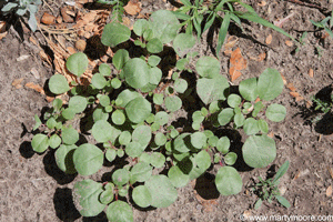 Purslane edible weed
